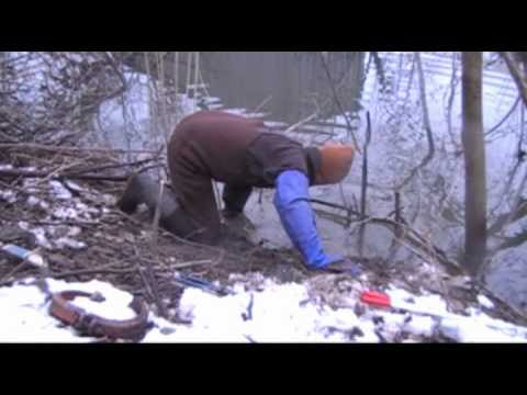 trapping - 2012-13 season beaver trapping Ohio nuisance beaver.
