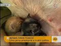 Perra amamanta a cuatro gatos, en \"Andalucía Directo\" Perra amamanta a cuatro gatos, en \"Andalucía Directo\"