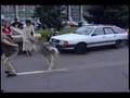 Siberian husky & his dog training demo