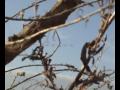Goose Hunt North Flight Waterfowl