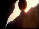 Trailer de Horton