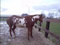 Natural horsemanship with the paint horse flash