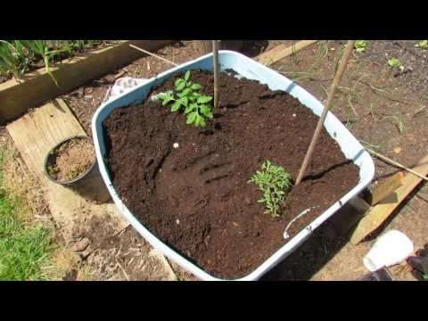 how to fertilize tomato plants in containers
