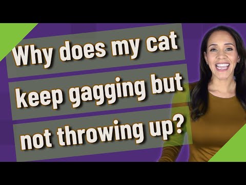 Why does my cat keep gagging but not throwing up?