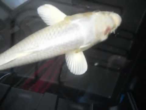 how to cure koi fungus