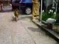 Val`s crazy dog