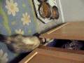 videos de DipsyCloset.mov