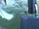 My Biggest Monster Tyee Salmon Ever trolling downrigger