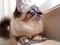 bird watch