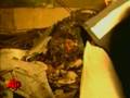 Black Boxes From Deadly Mexico Crash Sent to US