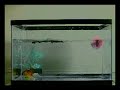 IKC commercial 1