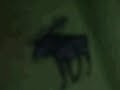 Green ambercrombie LOGO