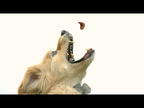 Mira el salto de un perro es cámara lenta. Te sorprenderá