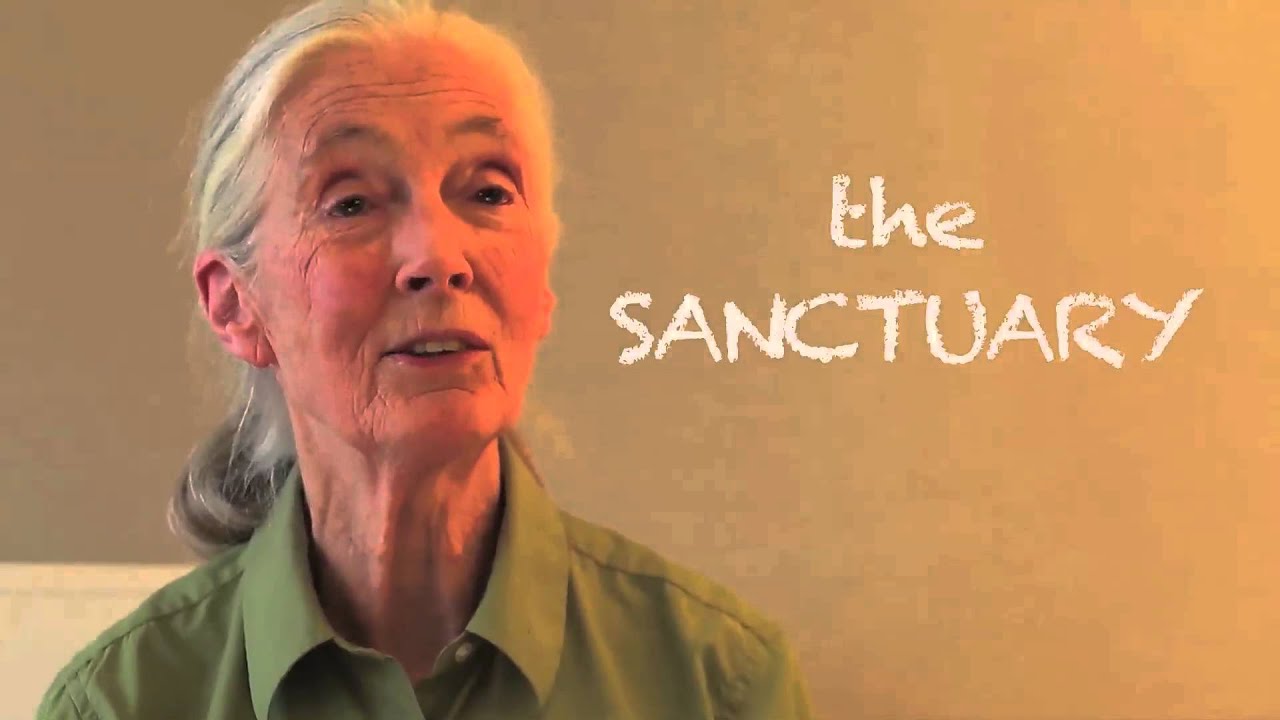 Save The Sanctuary—An Appeal from Jane Goodall 珍古德為巴克流浪動物募款