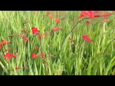 how to plant crocosmia