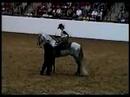 Kestrel, Andalusian stallion, under saddle