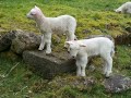 More lambs video from the Glens of Antrim - Agape Singers More lambs video from the Glens of Antrim - Agape Singers