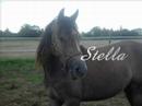 Notre Centre Equestre : La Cerisaie