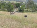 Alpaca and Border Collie Alpaca and Border Collie