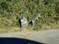 Vervet monkeys at Addo National park