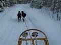 Beauceron Dog Sledding in Quebec