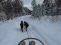 Beauceron Dog Sledding in Quebec