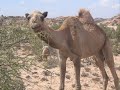 Gabay geel kii ugu FIICNAA! The best poem for camel ever!
