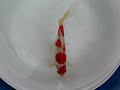 ?????? Comet goldfish ?KOUHAKU? ?????? Comet goldfish ?KOUHAKU?