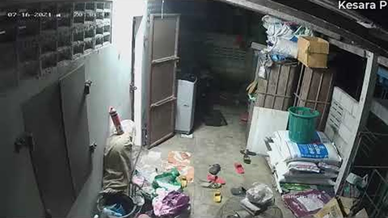 Женщина и змея испугали друг друга в Тайланде