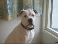 Loke the American Bulldog - odds and ends part 2