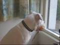 Bulldog Americano video