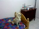 chante tomy chante