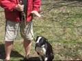 Dog Training - The Secret To Loose Leash Walking