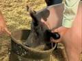 videos de What are some tips when clipping your hog?