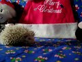 Snowball at 20 days old