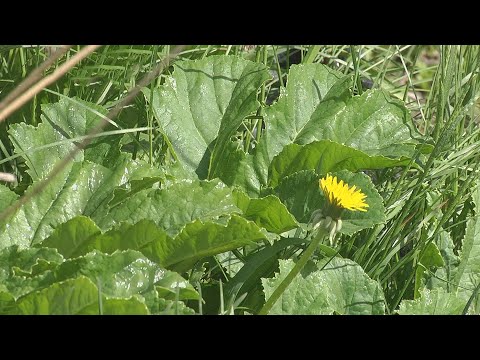 Борьба с борщевиком Сосновского на Гомельщине видео