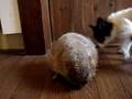 めだかボックス動画18
