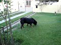 Cachorro na Farmácia Natural