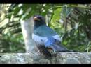 Slaty-tailed Trogon calling