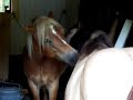 Grooming stallions