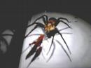 GIANT RAVENOUS SPIDER (EDITED video w/slideshow at end) GIANT RAVENOUS SPIDER (EDITED video w/slideshow at end)
