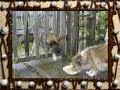 Perro comida