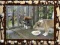 Perro comida