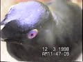Male Satin Bowerbird Fighting his Reflection