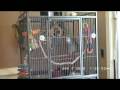 videos de carlyvocab2