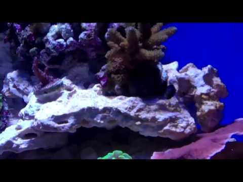 92 Gal Corner Reef at 8 weeks 1/18/12