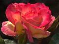 Fragrant Memories - The Rose