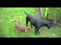 Labrador-Retriever Hundezucht Zwinger von Tichel