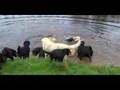 Video ansehen