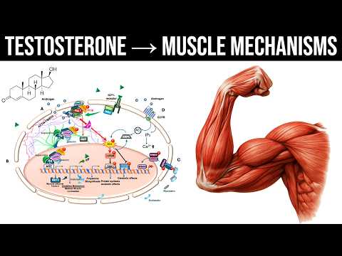 Exactly How Testosterone Increases Muscle Growth (Molecular Mechanisms)